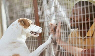 Ministério Público recomenda construção de canil municipal e controle de animais em Água Boa