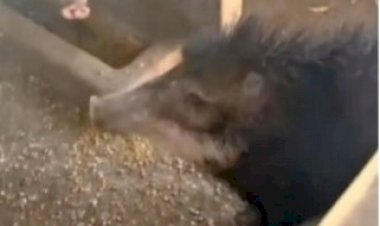 Animais silvestres mantidos em cativeiro são libertados na zona rural de Nova Xavantina