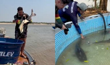 Projeto de reprodução de peixes em cativeiro ajuda a repovoar o Araguaia