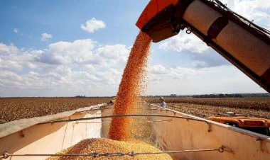 Colheita da soja avança e chega a 91� área em Canarana