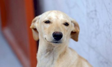 Lei define regras para a guarda compartilhada de pets