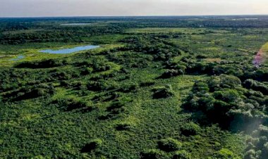 Brasil reduz em 42% perdas florestais em 2025, aponta estudo