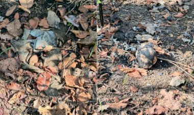 Ossada humana é encontrada em mata e quatro são presos em operação na região do Araguaia