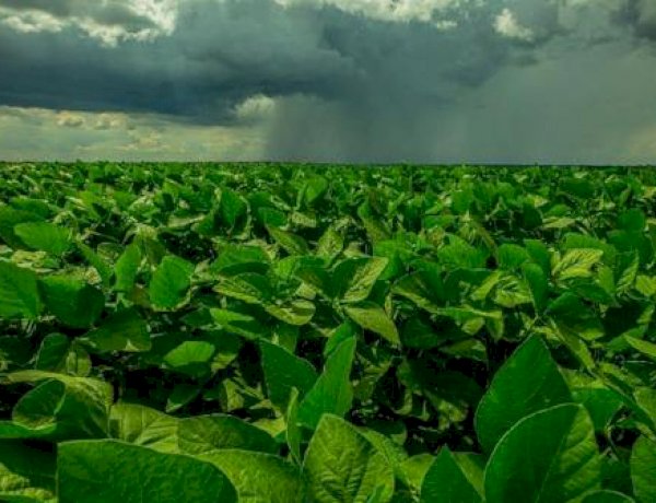 El Niño acende alerta para plantio da safra 2026/27 em Mato Grosso