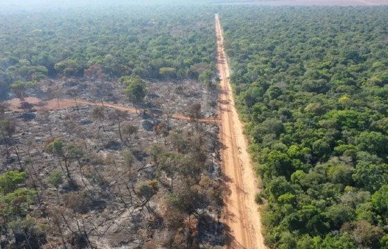 Desmatamento cai 55% na Mata Atlântica no primeiro semestre