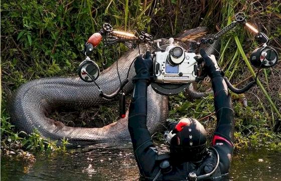 Sucuri de 4 metros ataca e mata cachorro em córrego em MT