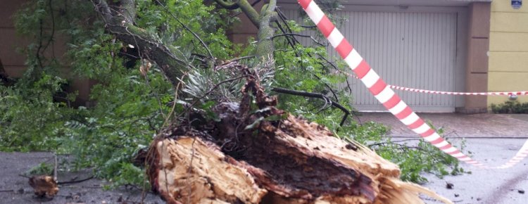 Temporal derruba árvores em Novo São Joaquim