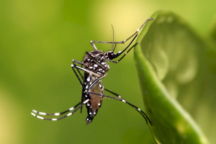 SES divulga painel de monitoramento para infecções transmitidas pelo mosquito Aedes Aegypti