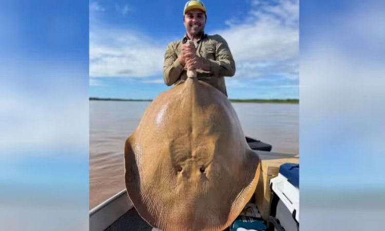 Arraia gigante é fisgada por advogado no Rio Araguaia: ‘Momento único’