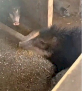 Animais silvestres mantidos em cativeiro são libertados na zona rural de Nova Xavantina