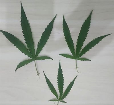 Polícia flagra mulher cultivando planta de maconha em casa em Porto Alegre do Norte (MT)