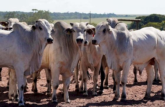 Com tarifas menores nos EUA, Famato prevê ampliar exportações de carne bovina de Mato Grosso