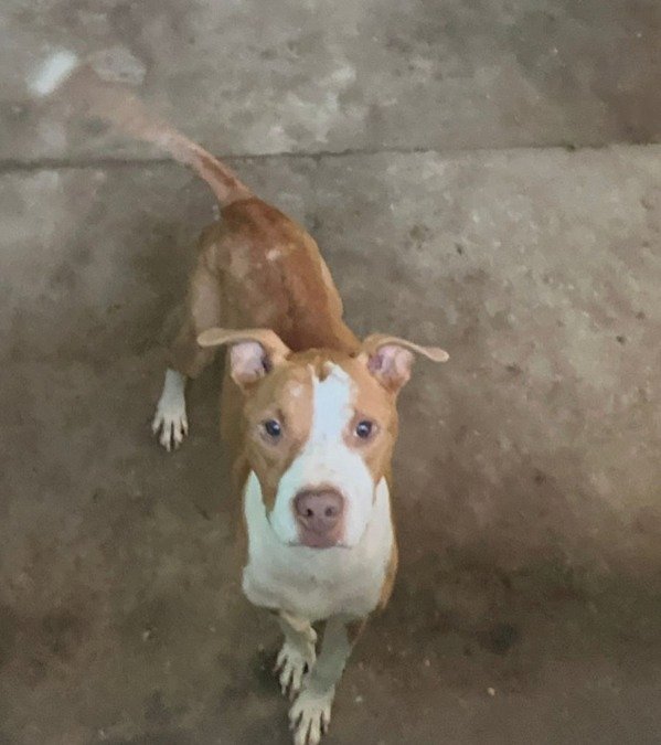 Cães em situação de abandono são resgatados em Barra do Garças