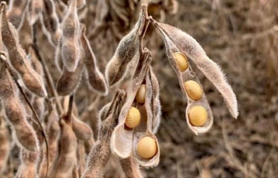 Chuvas intensas desafiam colheita da soja em Mato Grosso na safra 2026