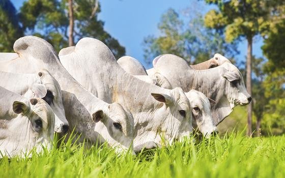 Pecuária deve movimentar R$ 42,1 bilhões e ganhar espaço na economia de Mato Grosso em 2026