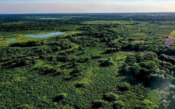 Brasil reduz em 42% perdas florestais em 2025, aponta estudo