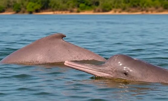 Família fisga boto raro que só existe no Brasil durante pescaria no Rio Araguaia