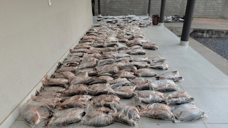 PM apreende mais de 500 peixes durante abordagem na MT-020 em Campinápolis