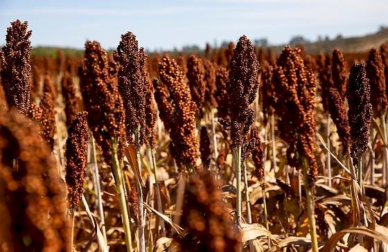 Sistema Famato destaca avanço na destinação correta de embalagens de defensivos agrícolas em Mato Grosso