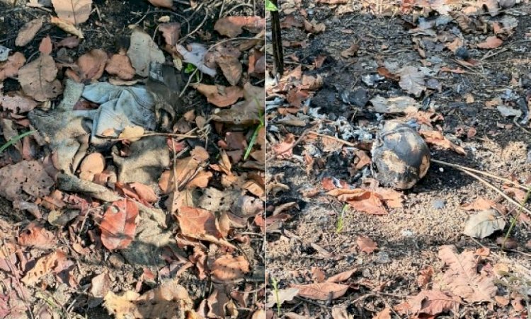 Ossada humana é encontrada em mata e quatro são presos em operação na região do Araguaia